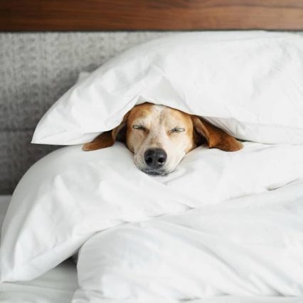 Furry Friends Club (15 days) DayCare + Accommodation