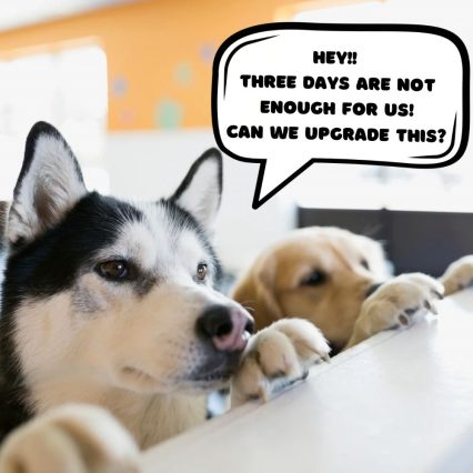 Mini Staycation (3days) DayCare