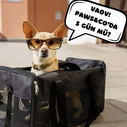 Pawfect Week (5 days) DayCare + Accommodation