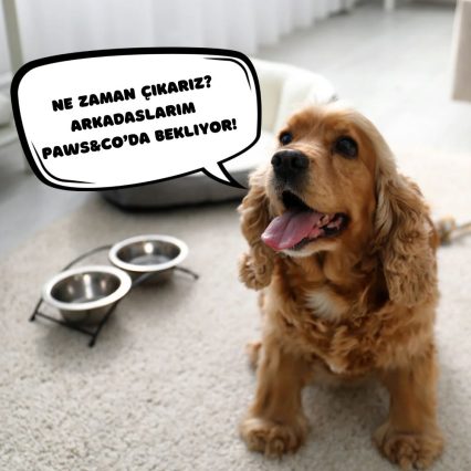 Paws Getaway (5days) DayCare