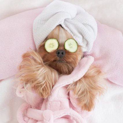 Paws Retreat (3 days) DayCare+Accommodation