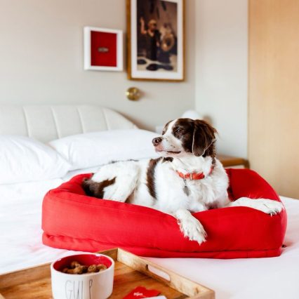 Paws Vacation (10days) DayCare