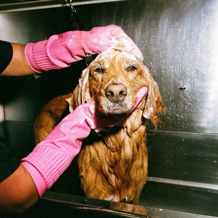 Ultimate Retreat (10 days) Accommodation + Daily Care